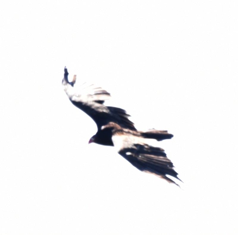 Turkey Vulture - ML658055246