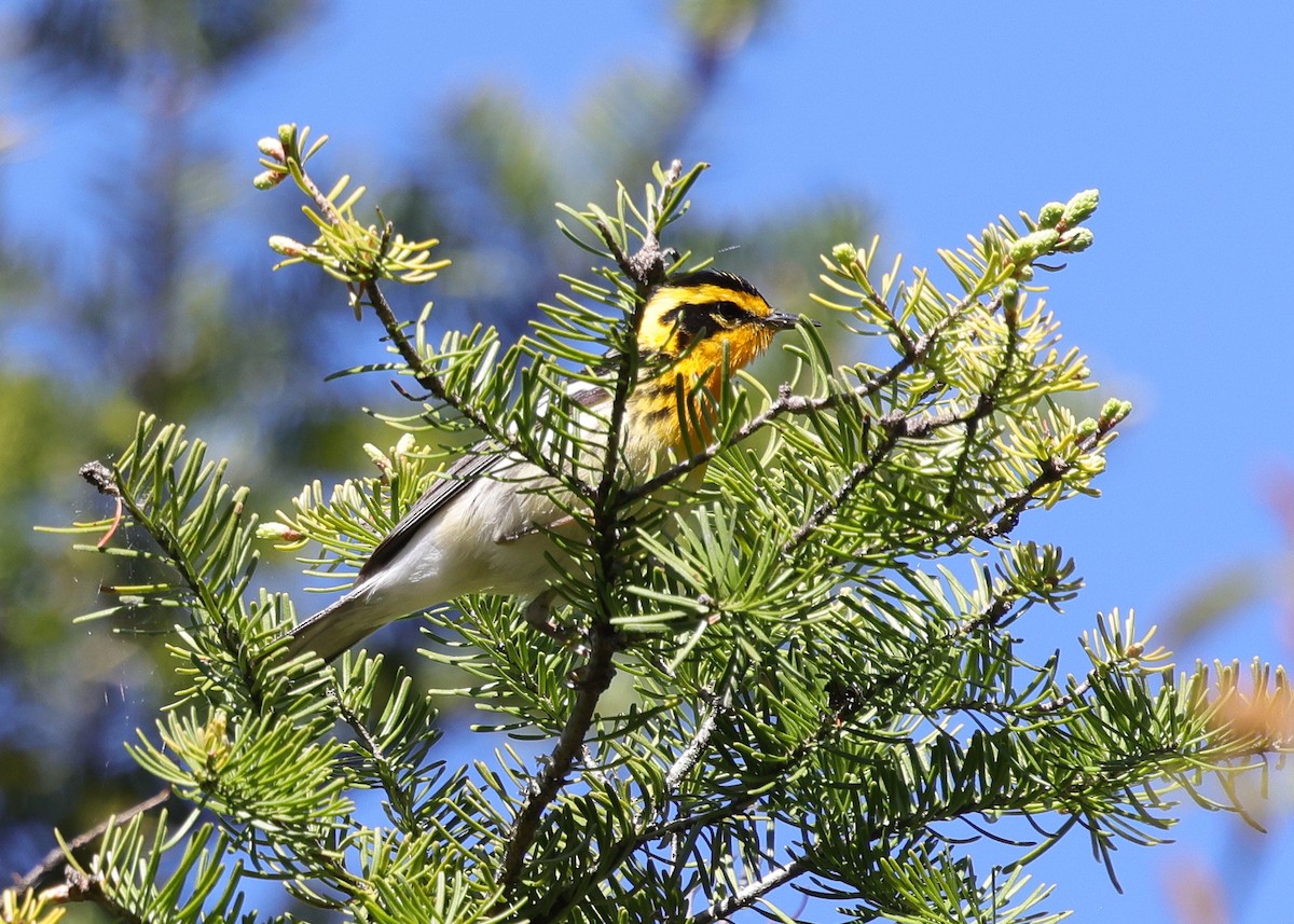 Blackburnian Warbler - ML658055248