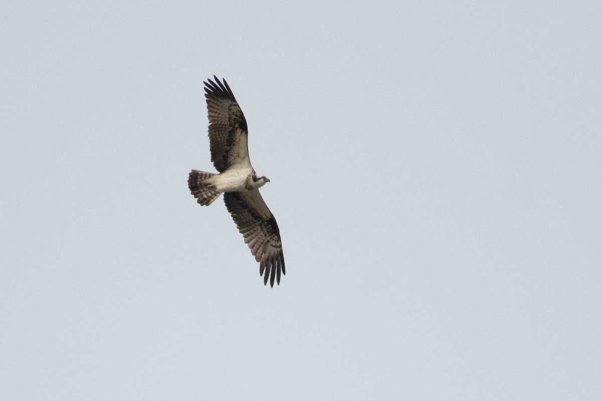Osprey - ML658055249