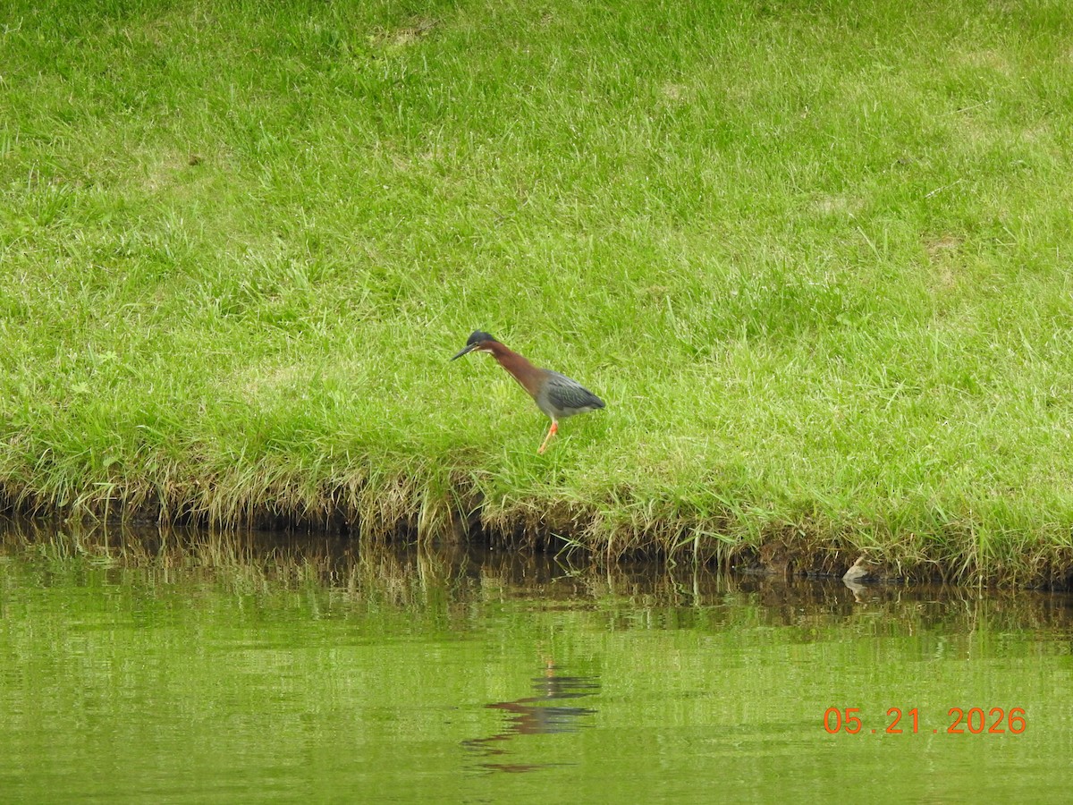 Green Heron - ML658055252