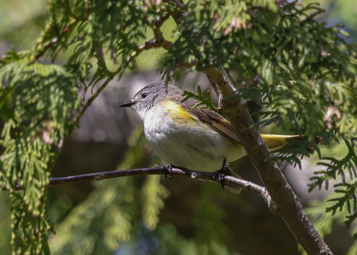 Black-throated Green Warbler - ML658055255