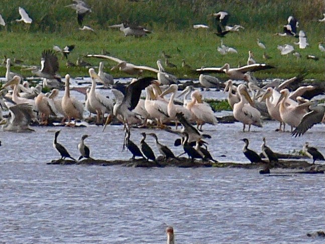 Cormorán Africano - ML658056835