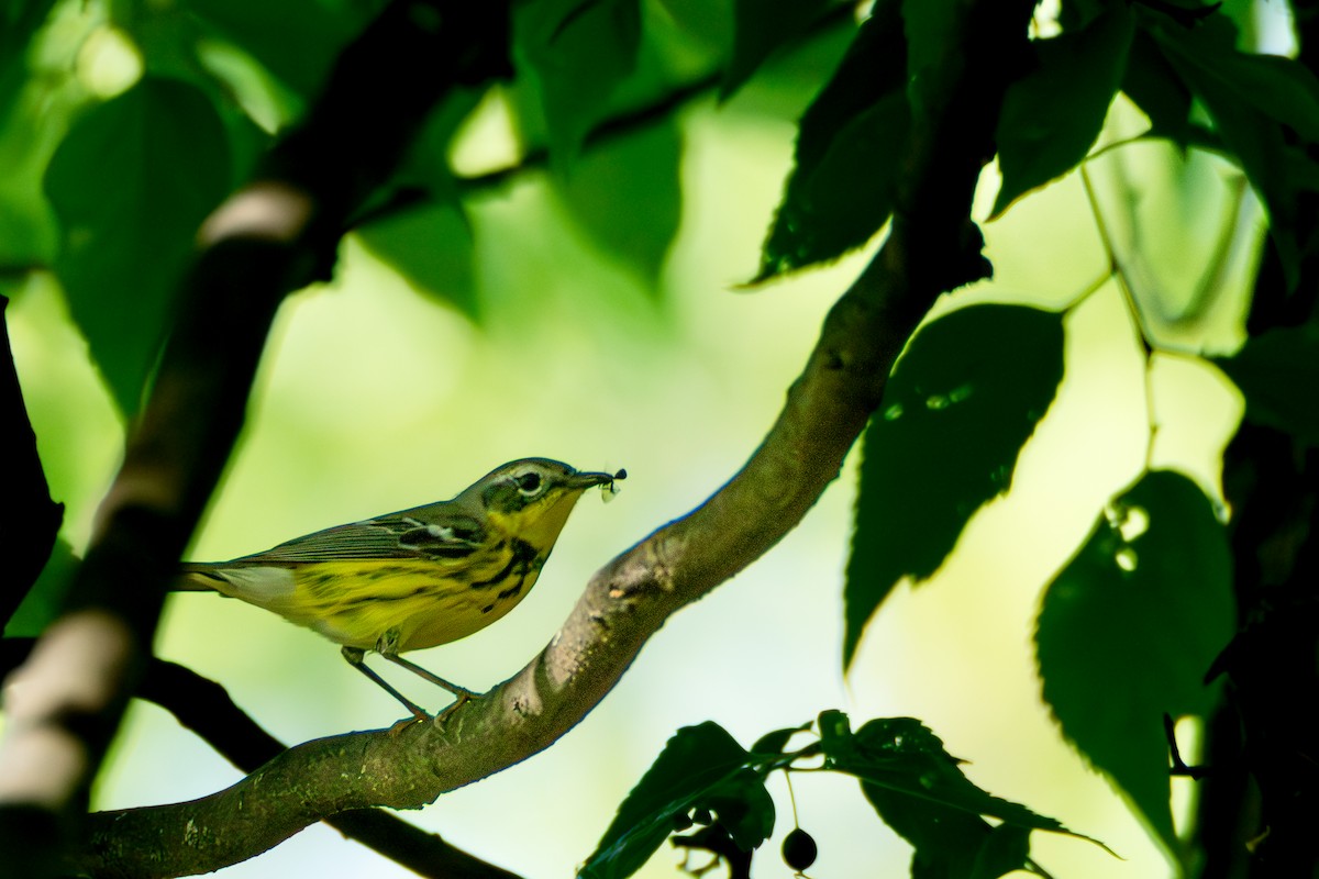 Magnolia Warbler - ML658057555