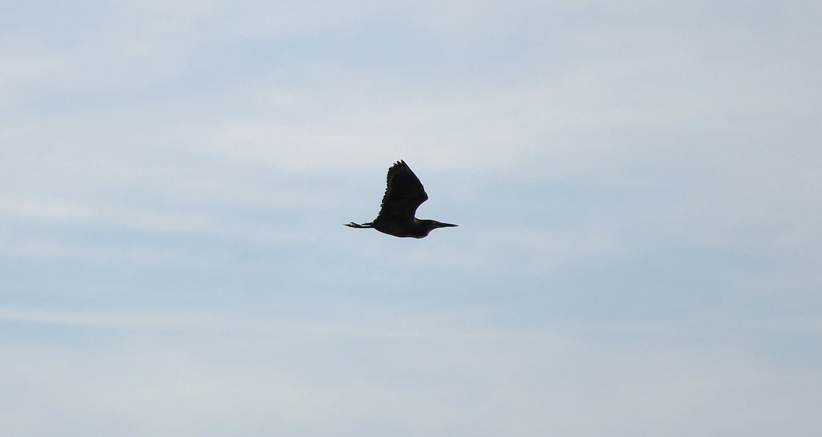 Green Heron - ML658057777