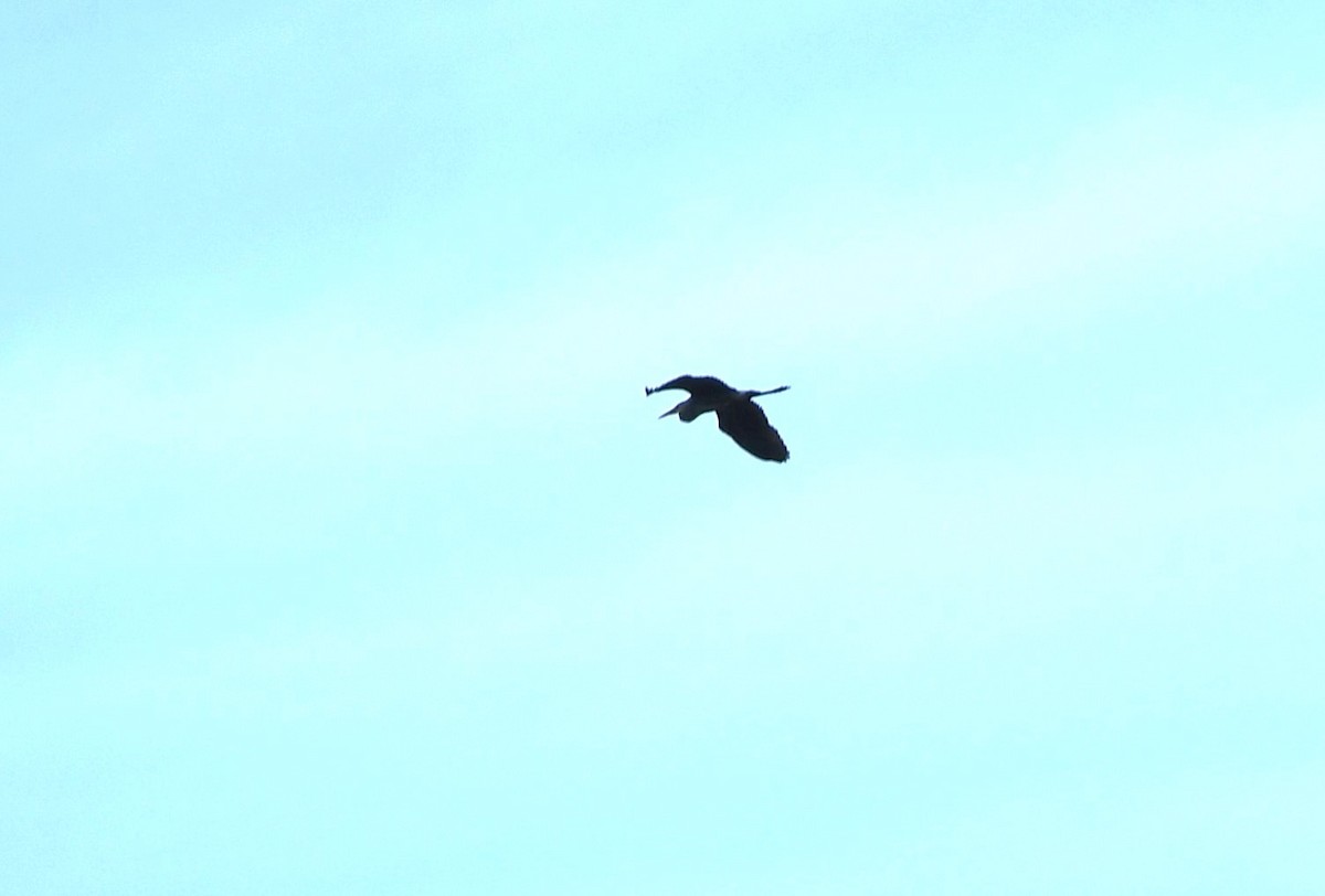 Great Blue Heron - ML658057787