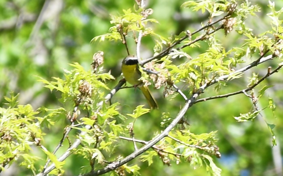 Common Yellowthroat - ML658057939
