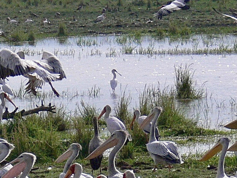 Espátula Africana - ML658058078