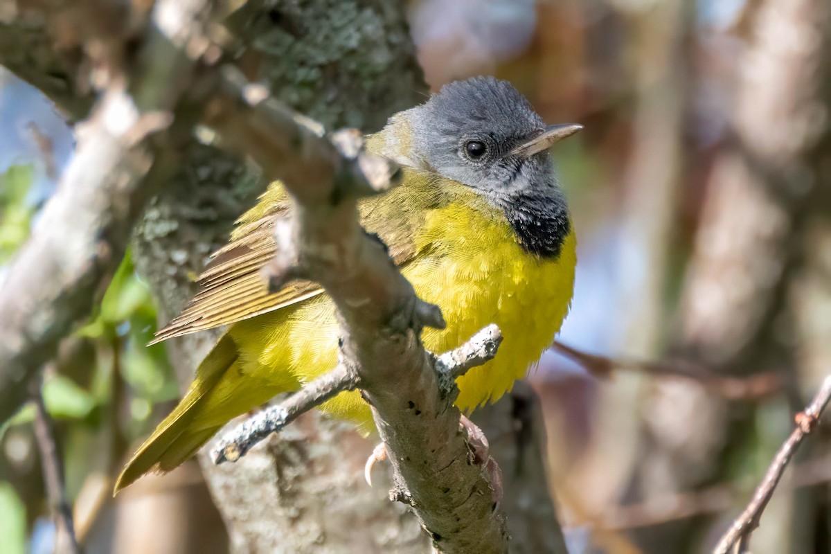 Mourning Warbler - ML658060599