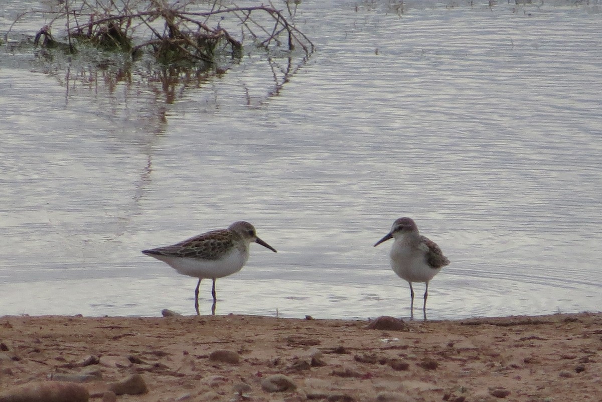 Western Sandpiper - Jeanne  Burns