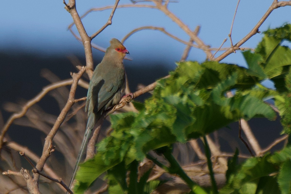Red-faced Mousebird - ML658064029