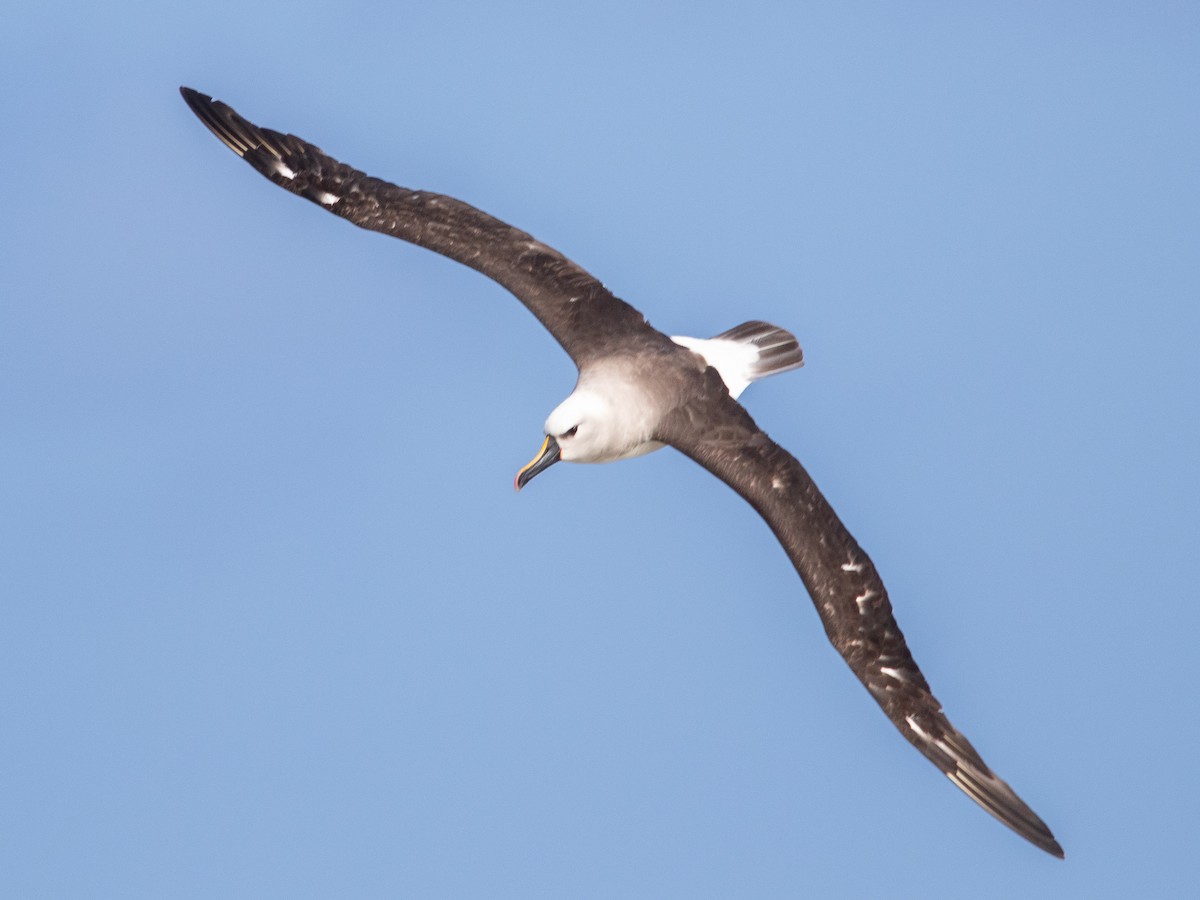 Atlantic Yellow-nosed Albatross - ML658065365