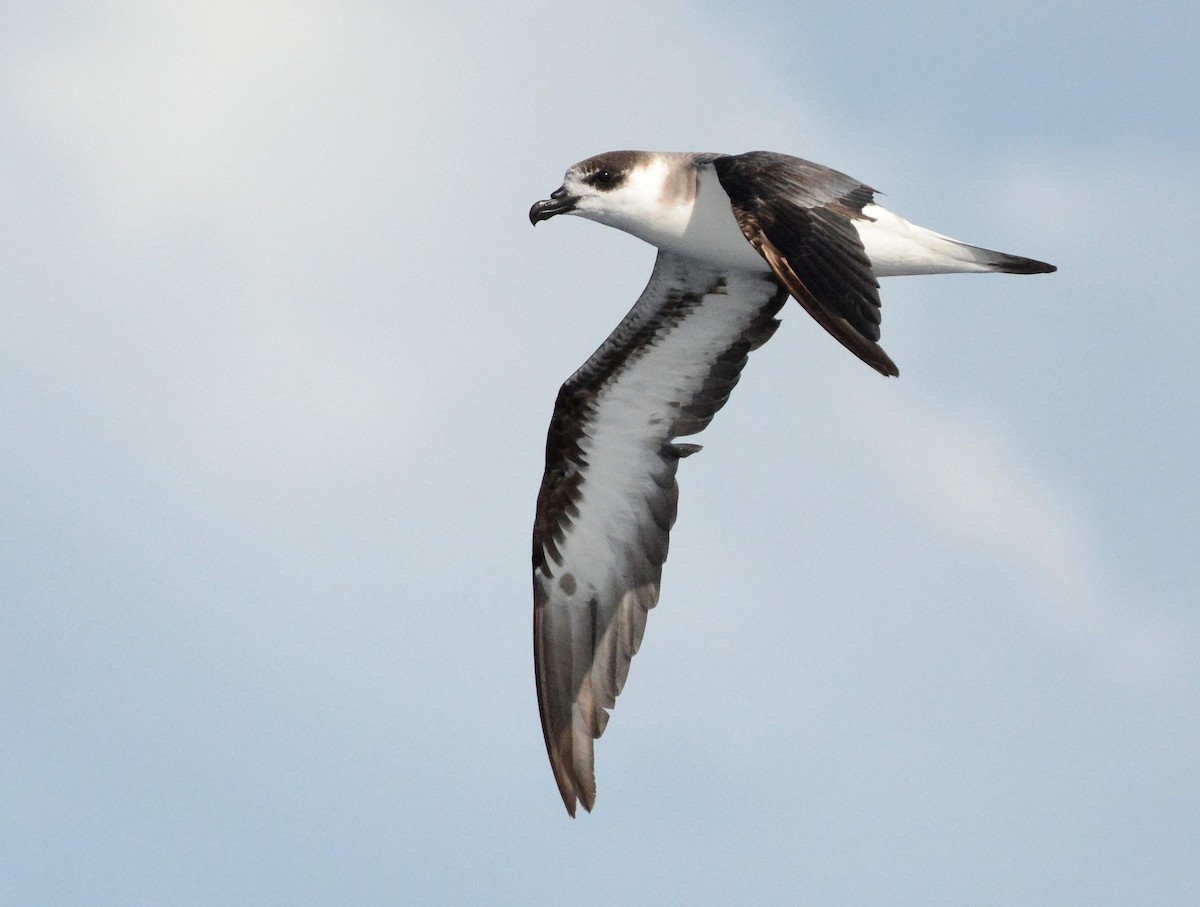 Black-capped Petrel - ML65806671