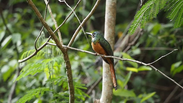 Rufous-tailed Jacamar - ML658067450