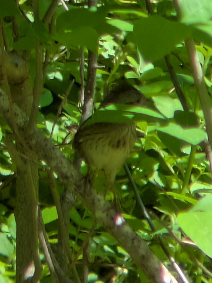 Lincoln's Sparrow - ML658067689
