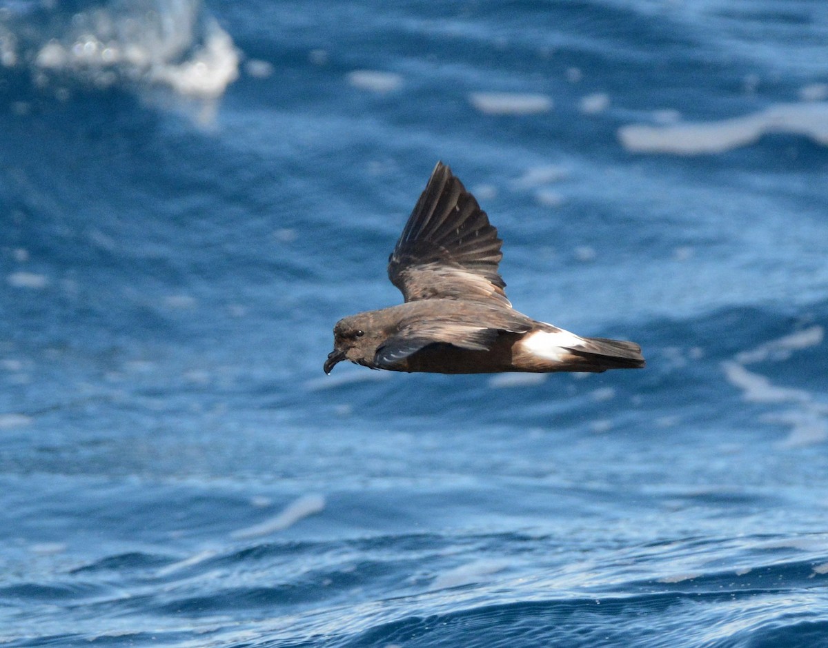 Band-rumped Storm-Petrel - Kyle Kittelberger