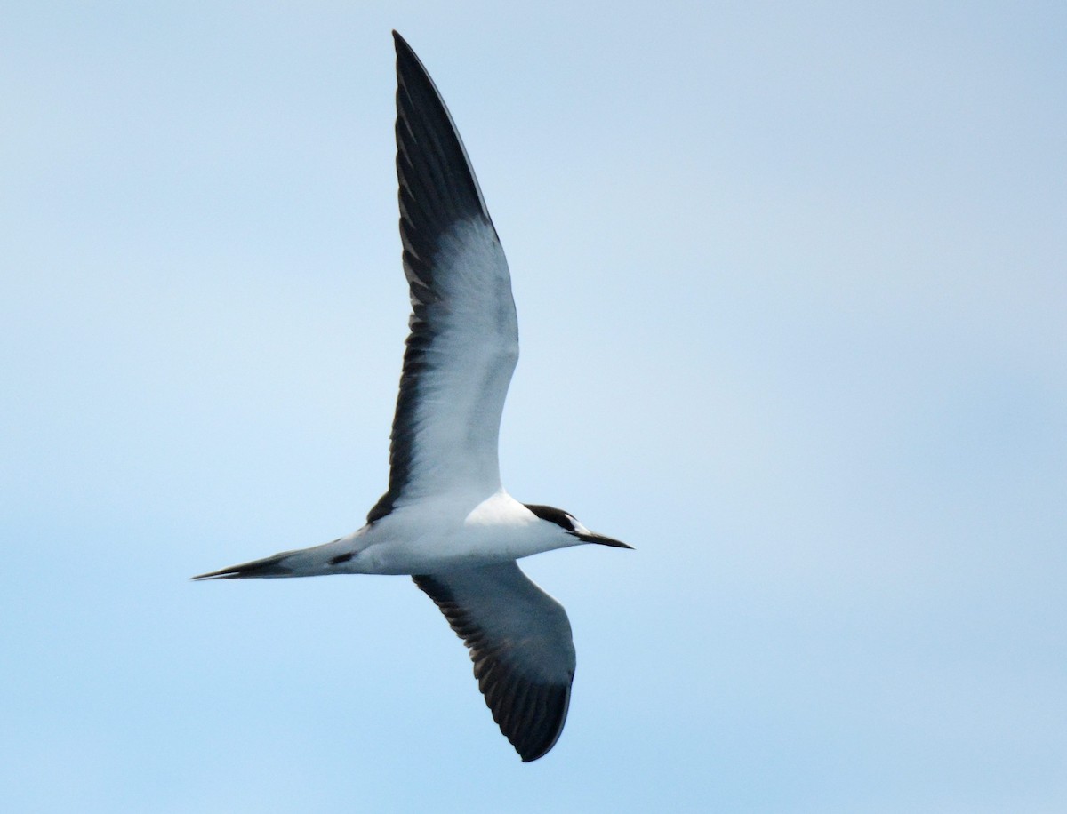 Sooty Tern - ML65806871