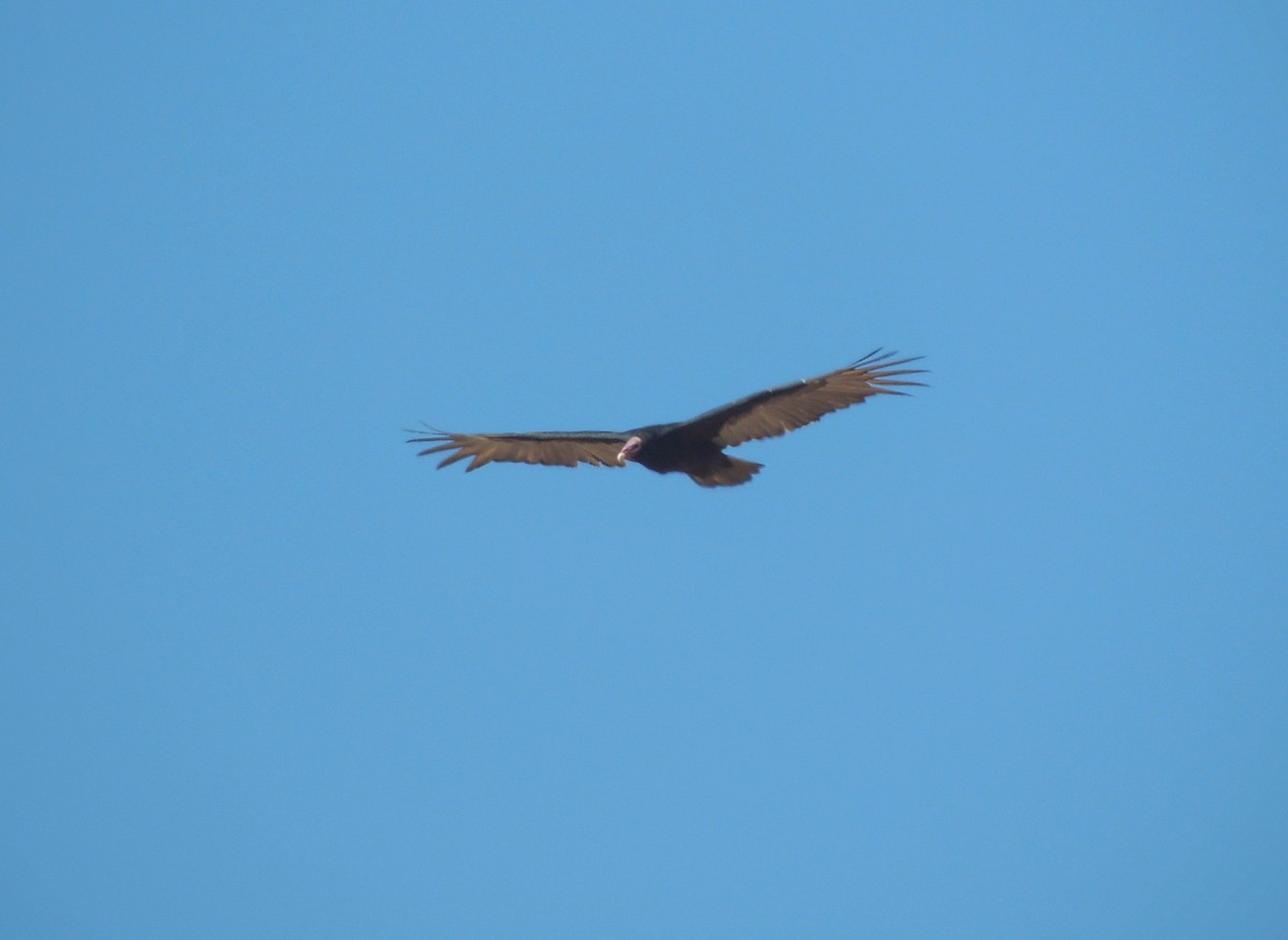 Turkey Vulture - ML658069208