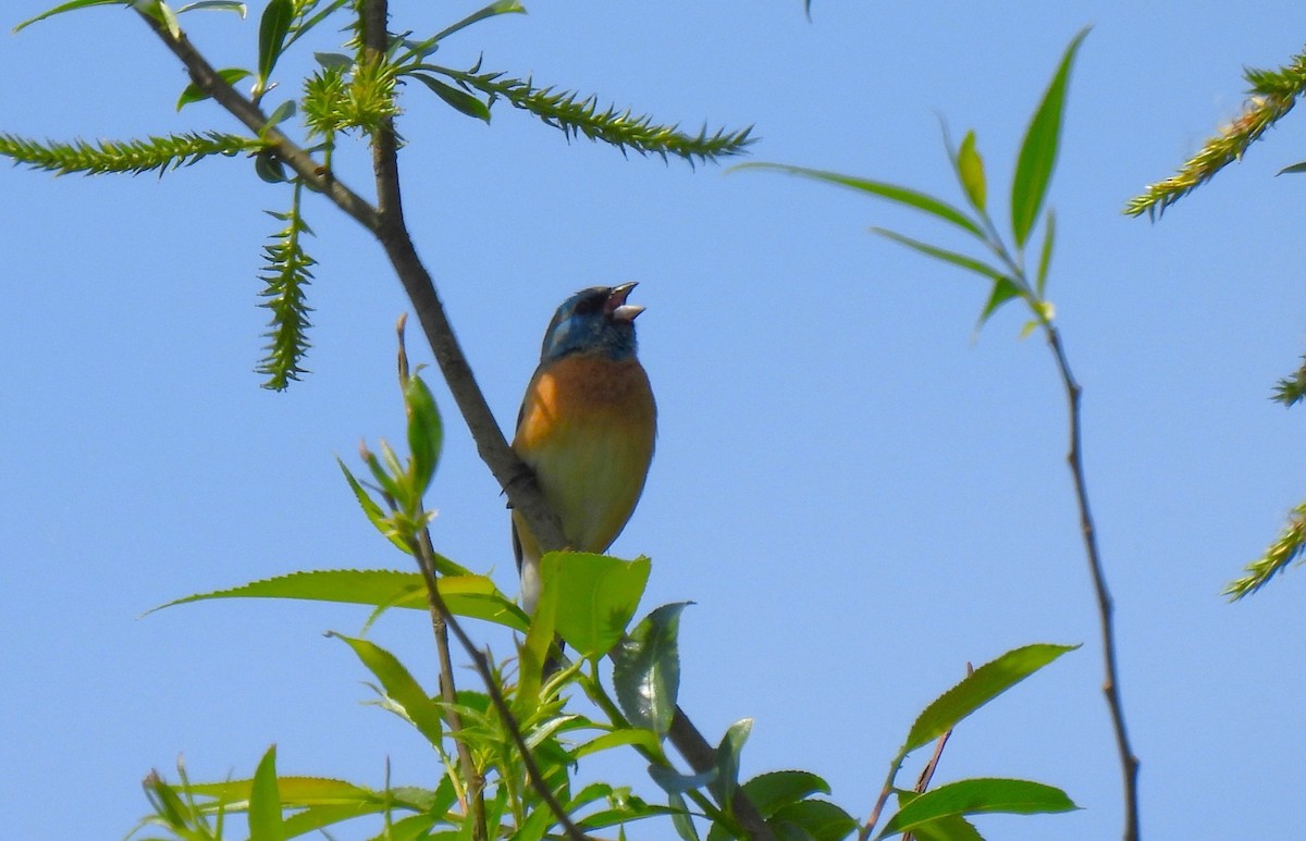 eBird Checklist - 21 May 2026 - Field's Riffle - 20 species