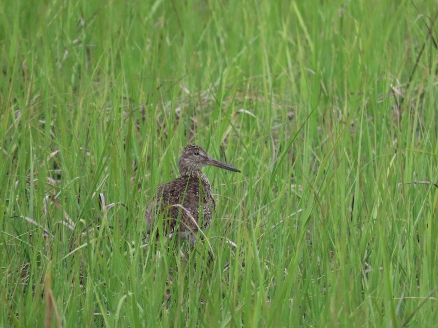 Willet - Ruth Bergstrom