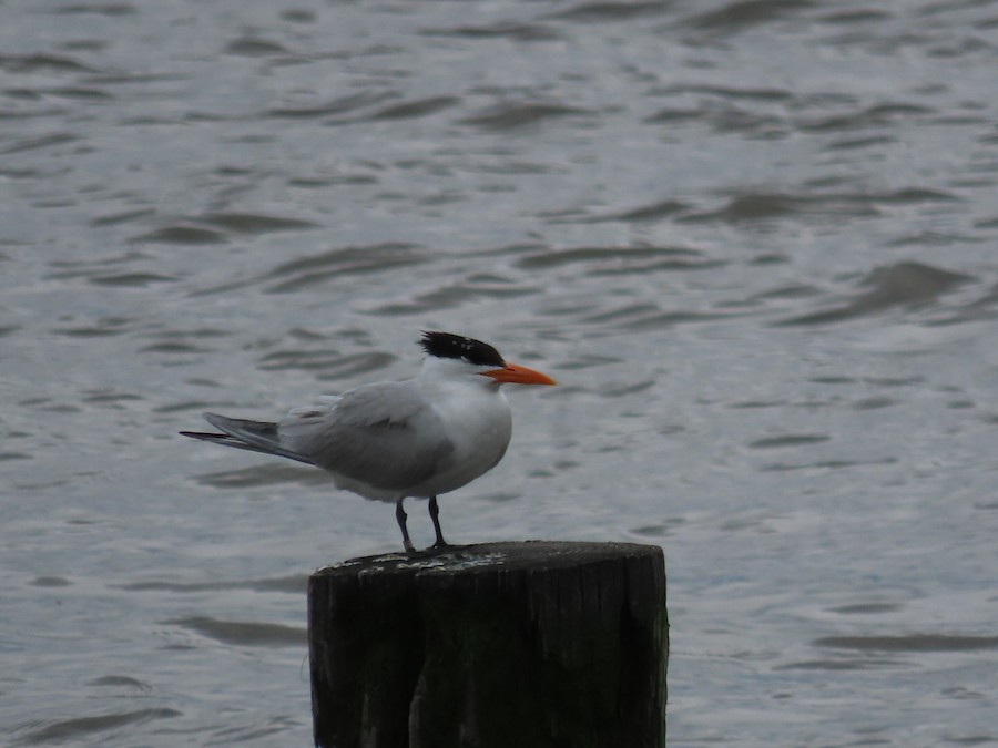Royal Tern - Ruth Bergstrom