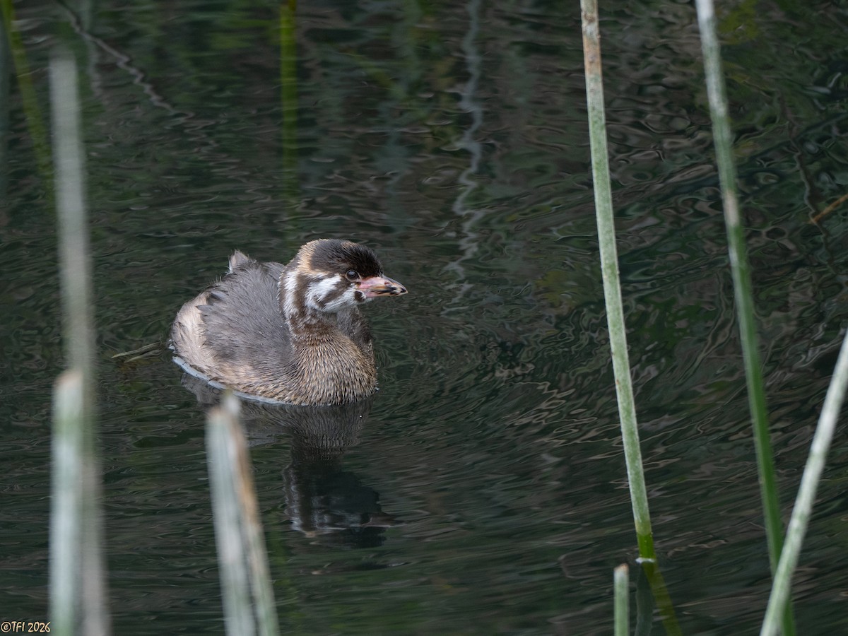 Pied-billed Grebe - ML658074111