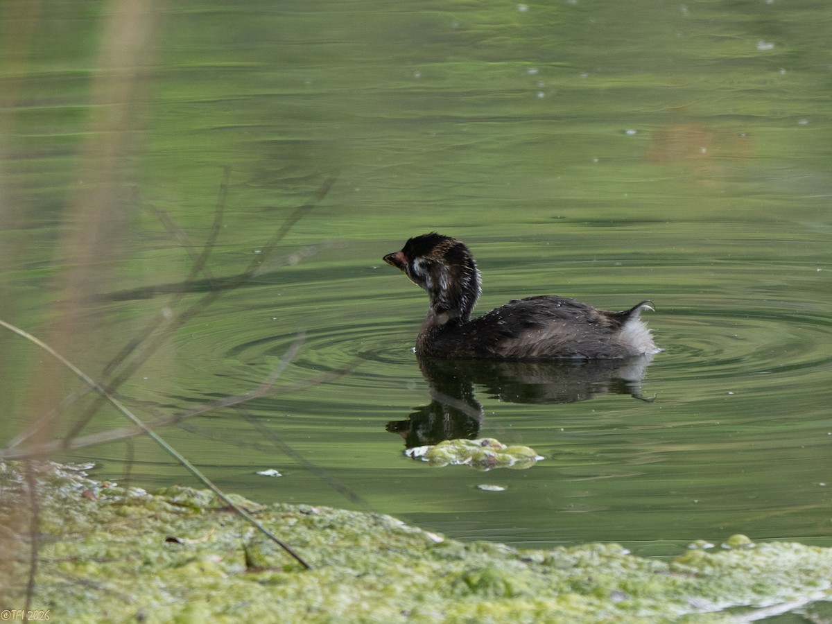 Pied-billed Grebe - ML658074116