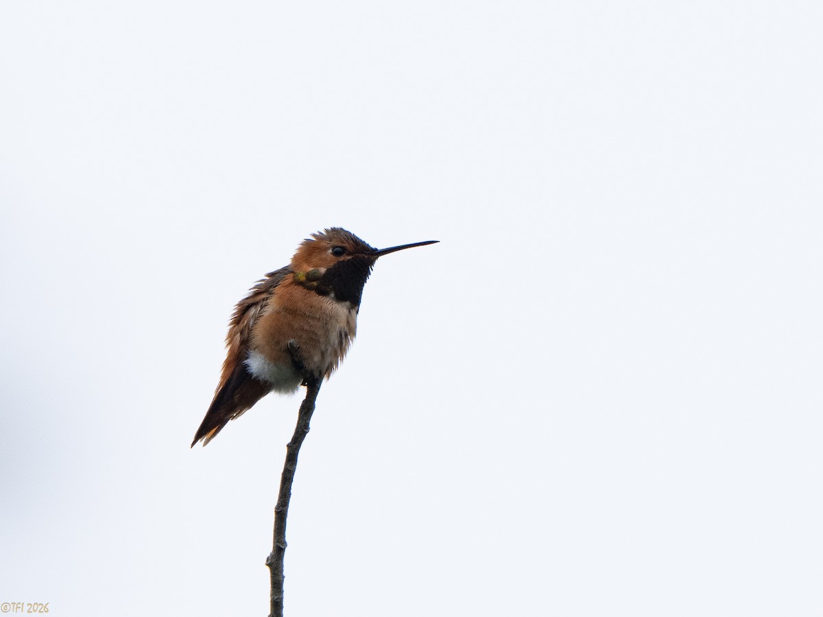 Allen's Hummingbird - ML658075142