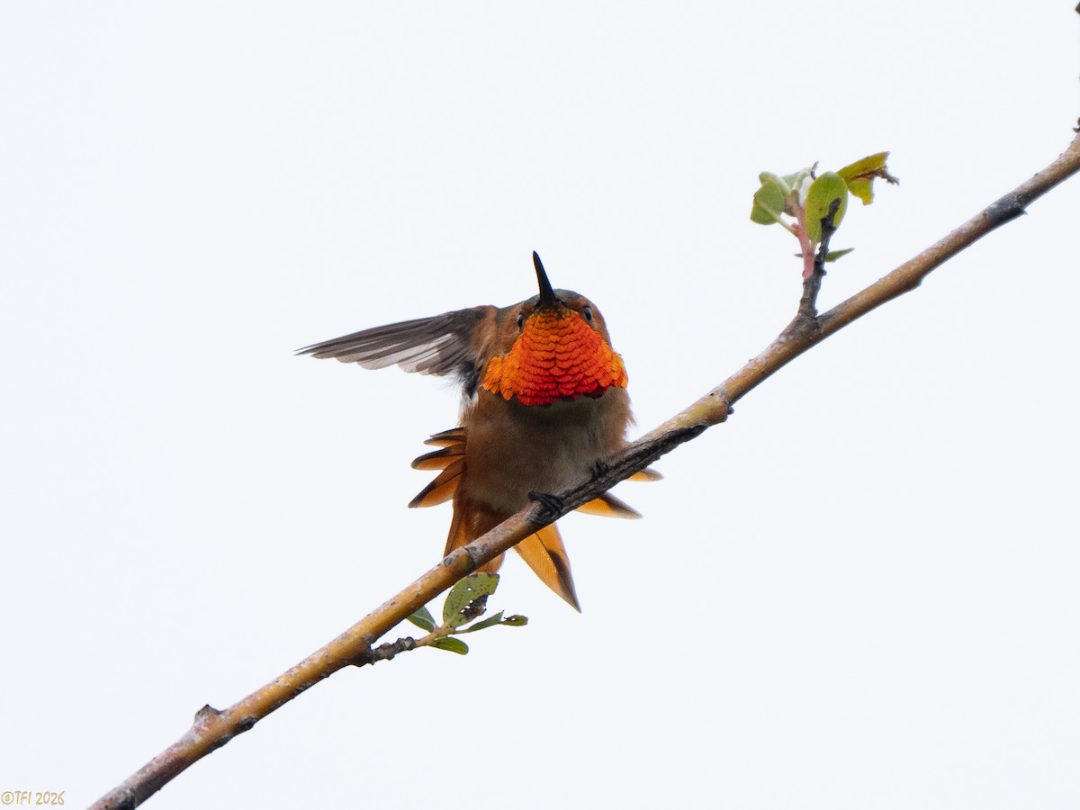 Allen's Hummingbird - ML658075144