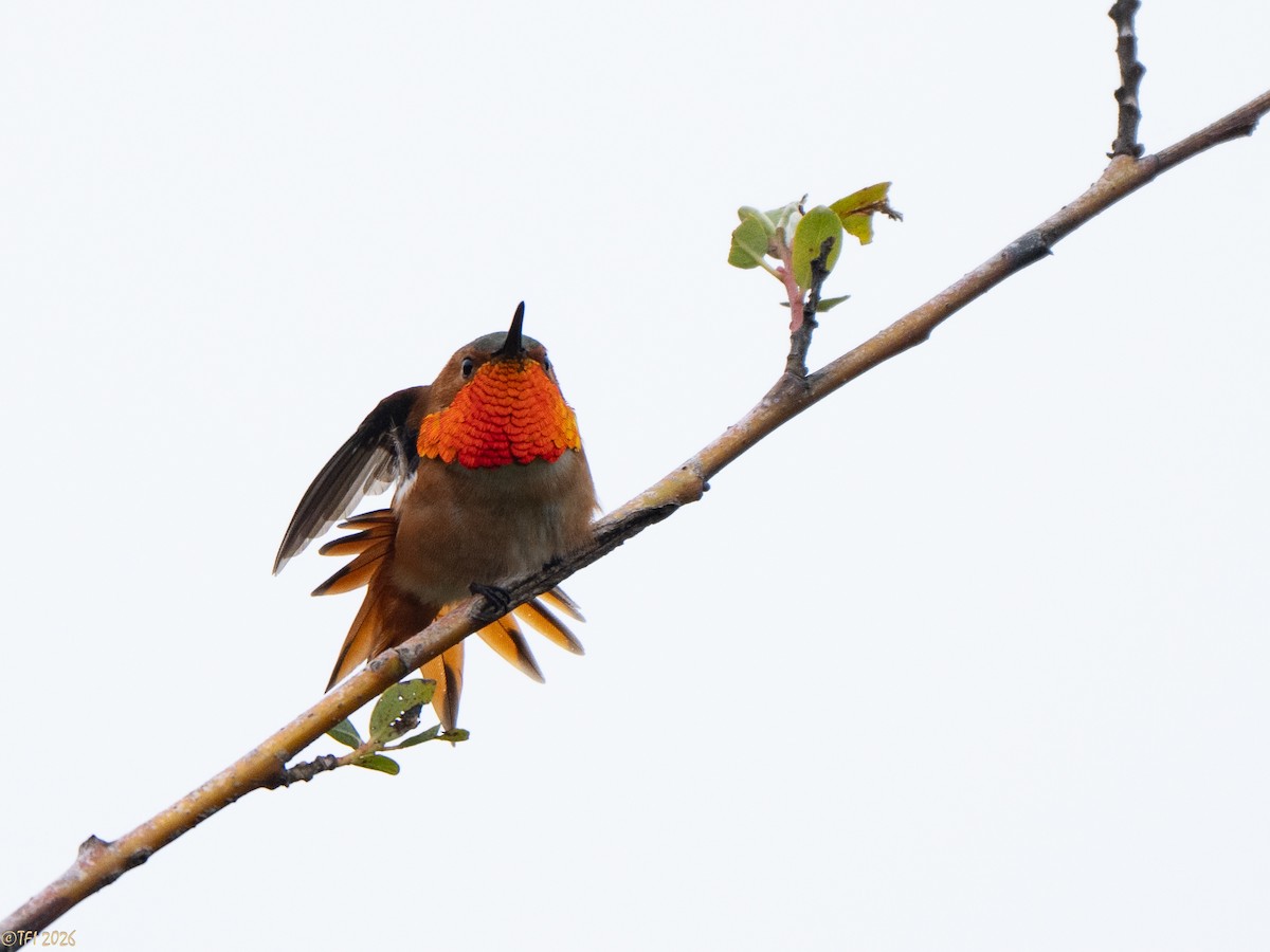 Allen's Hummingbird - ML658075146