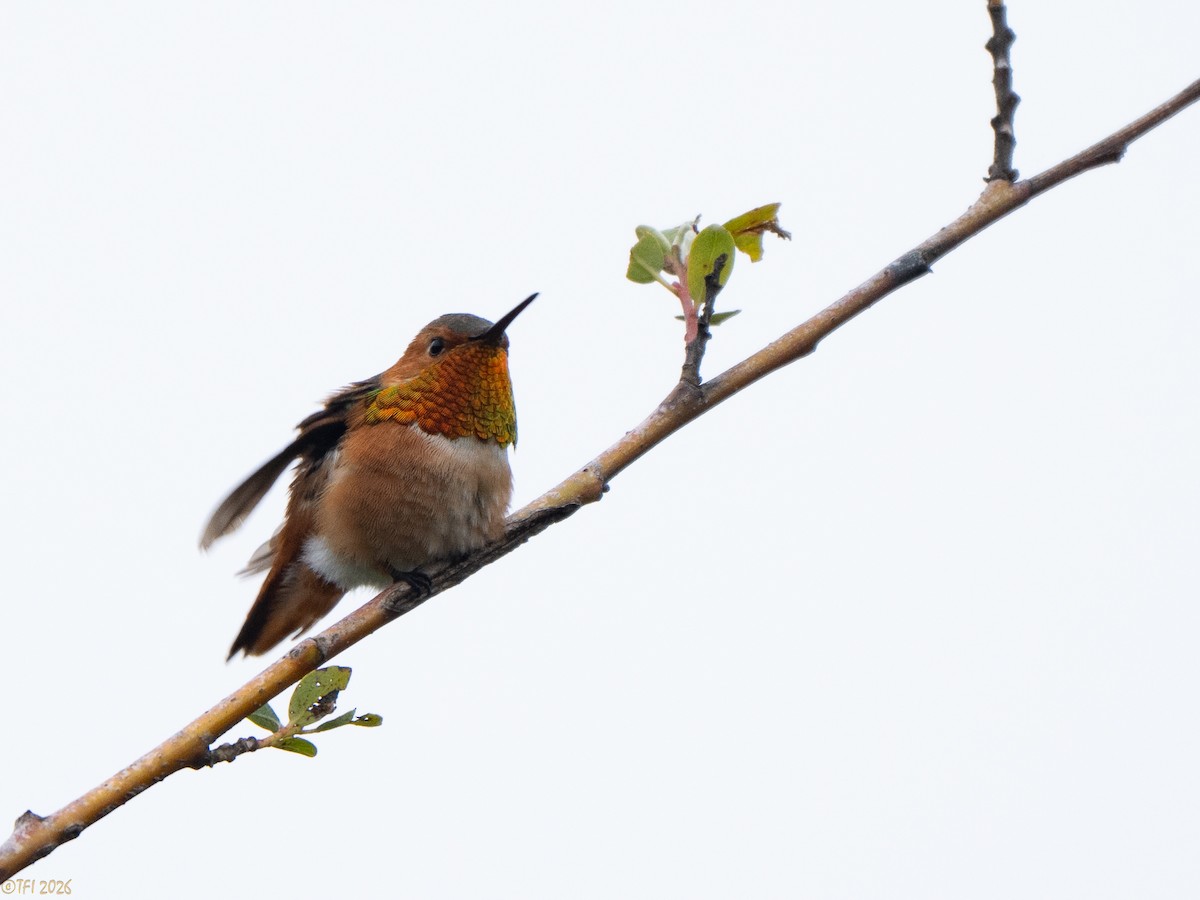 Allen's Hummingbird - ML658075147