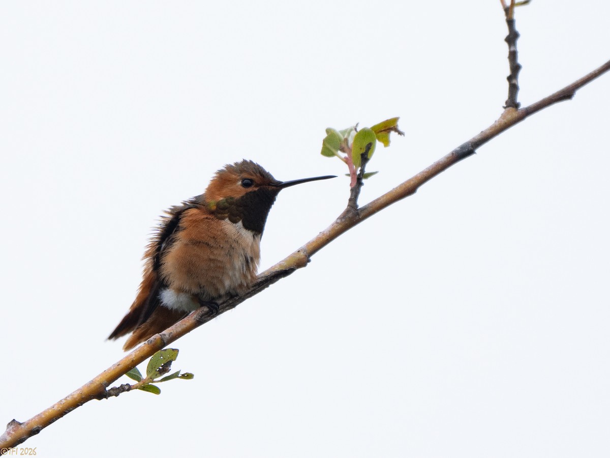 Allen's Hummingbird - ML658075148