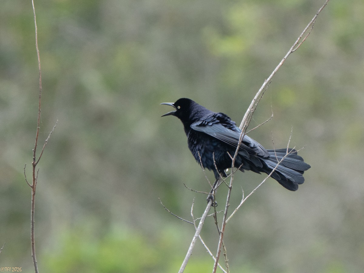 Great-tailed Grackle - ML658075295