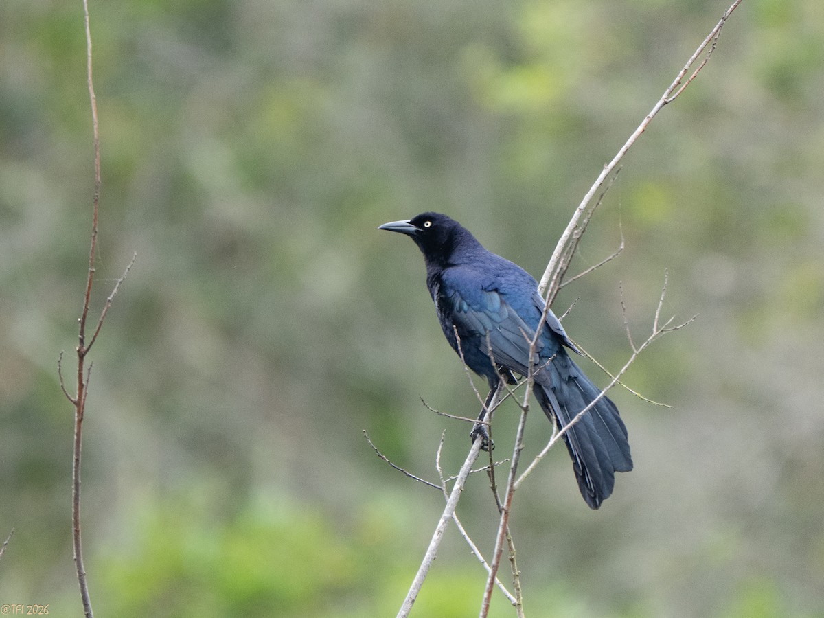 Great-tailed Grackle - ML658075299