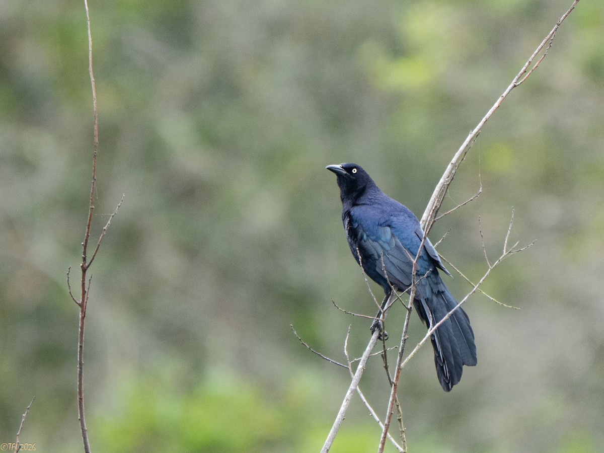 Great-tailed Grackle - ML658075301
