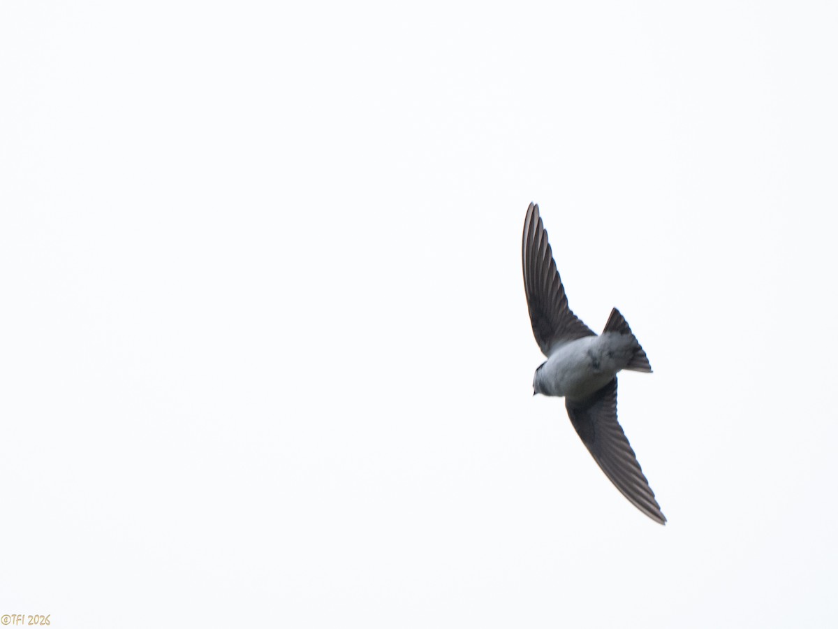 Violet-green Swallow - ML658075305