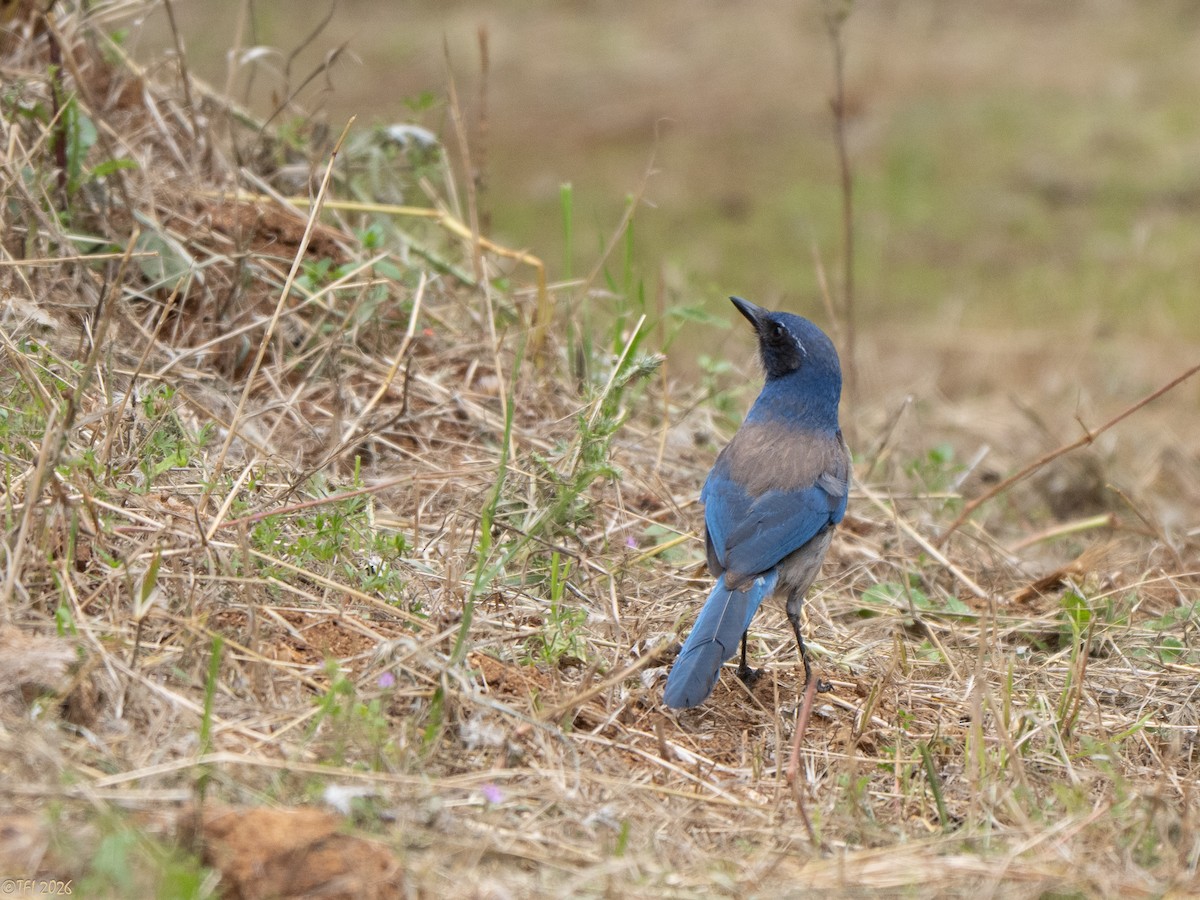 California Scrub-Jay - ML658075326
