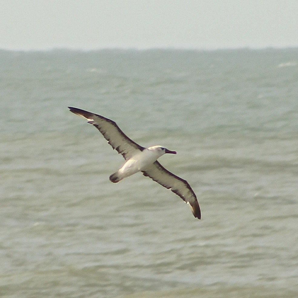 Atlantic Yellow-nosed Albatross - ML658076484