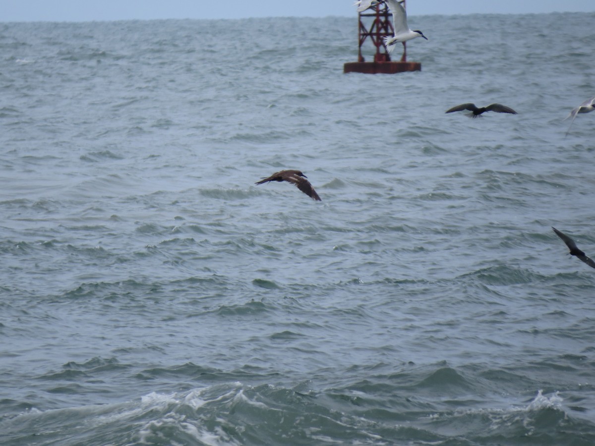 Brown Noddy - ML658076570