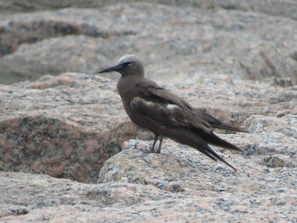 Brown Noddy - ML658076590