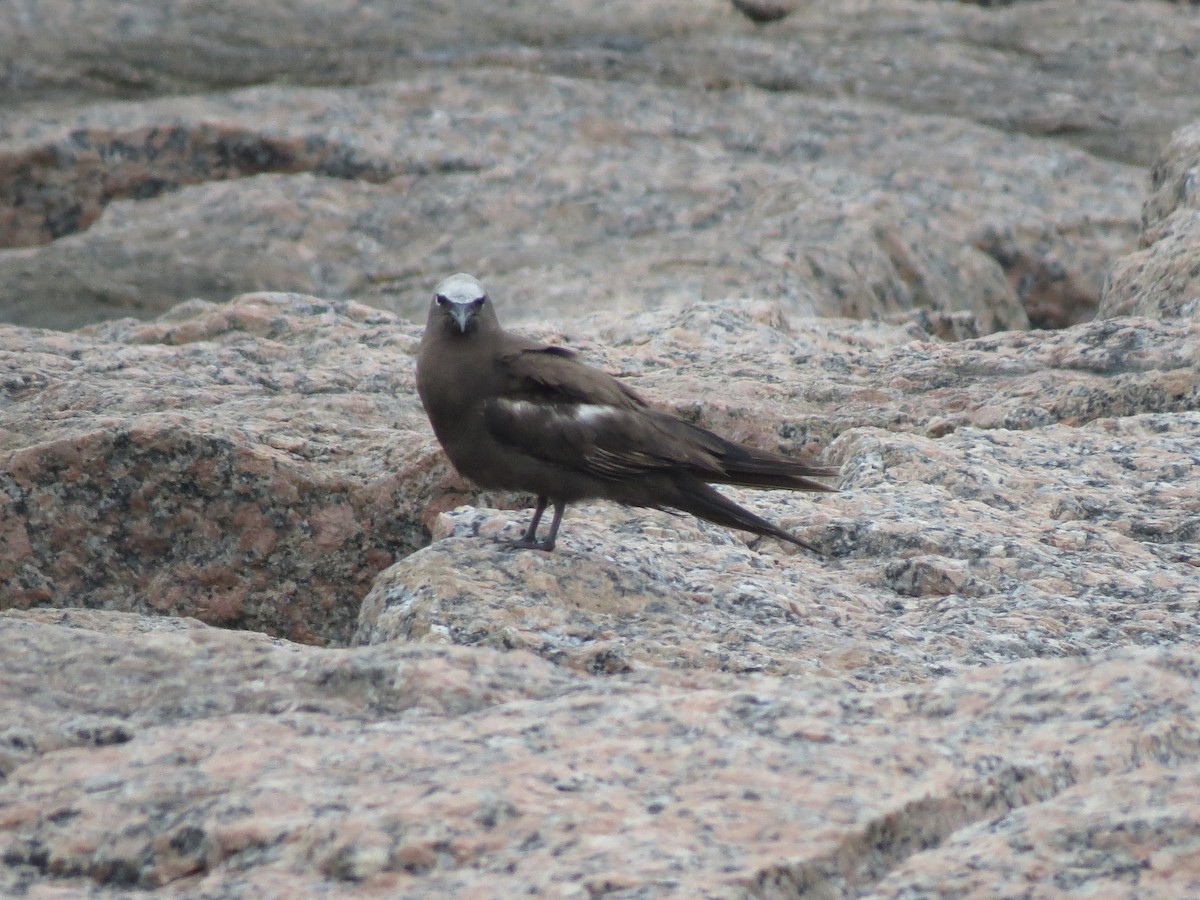 Brown Noddy - ML658076592