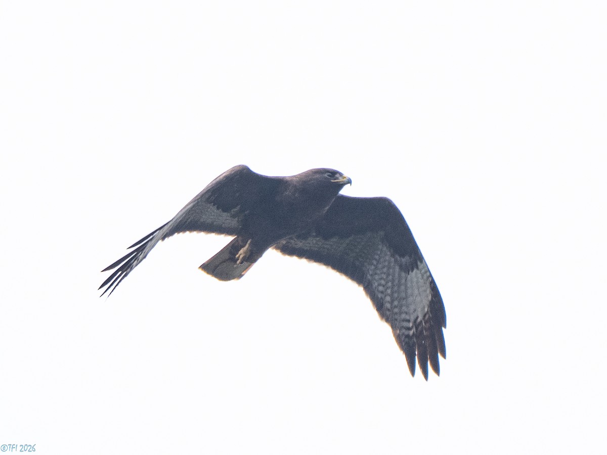 Red-tailed Hawk (calurus/alascensis) - ML658076712