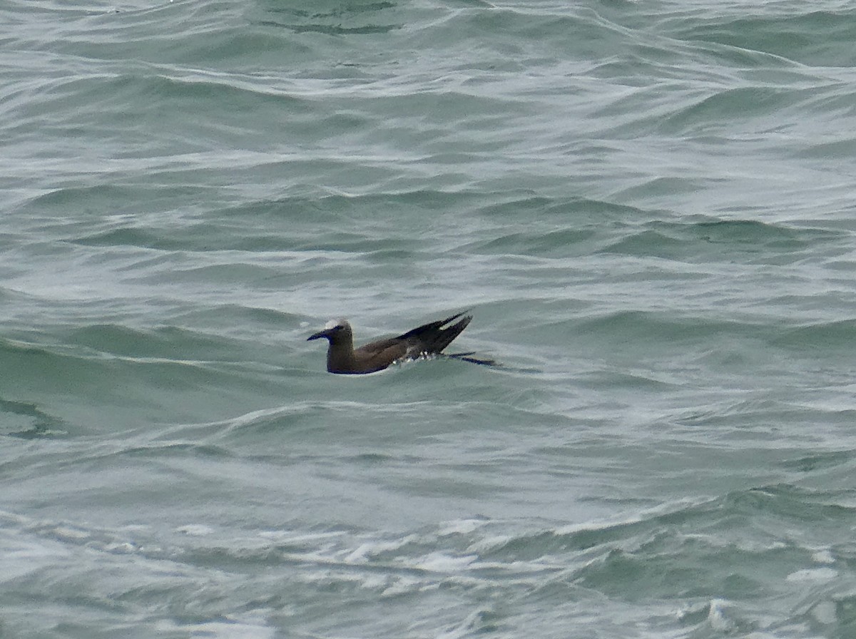 Brown Noddy - ML658077917