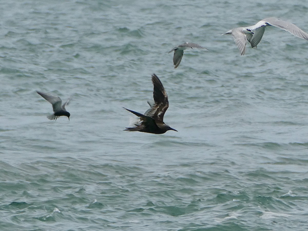 Brown Noddy - ML658077918