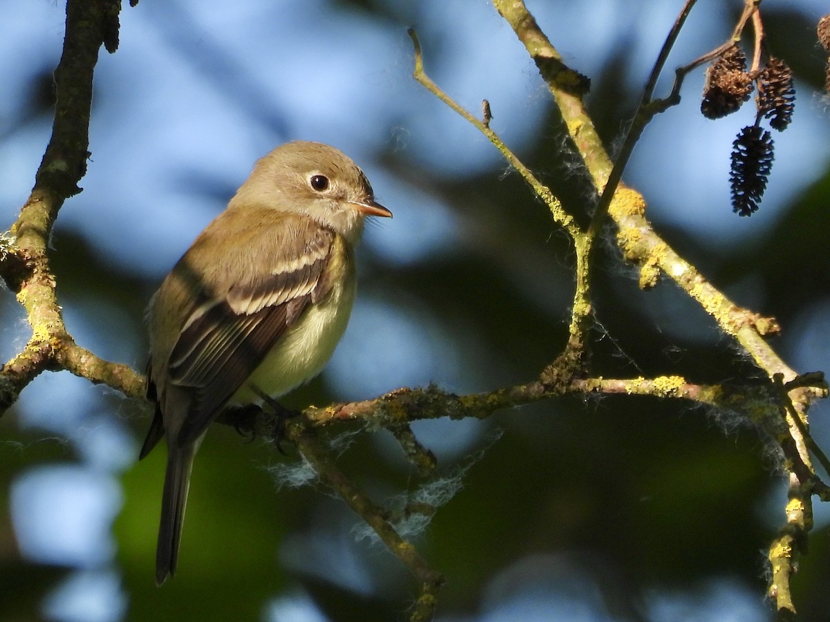 eBird Checklist - 21 May 2026 - Field's Riffle - 19 species