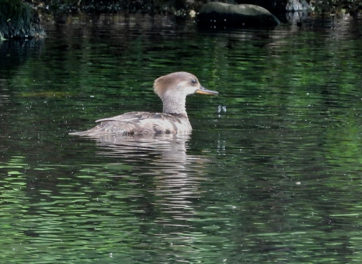 eBird Checklist - 21 May 2026 - Raven Lake Conservation Area - 22 species