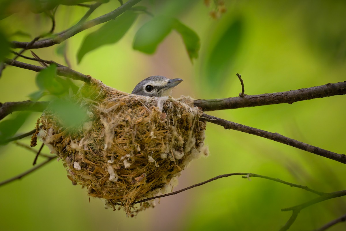 Plumbeous Vireo - ML658081010