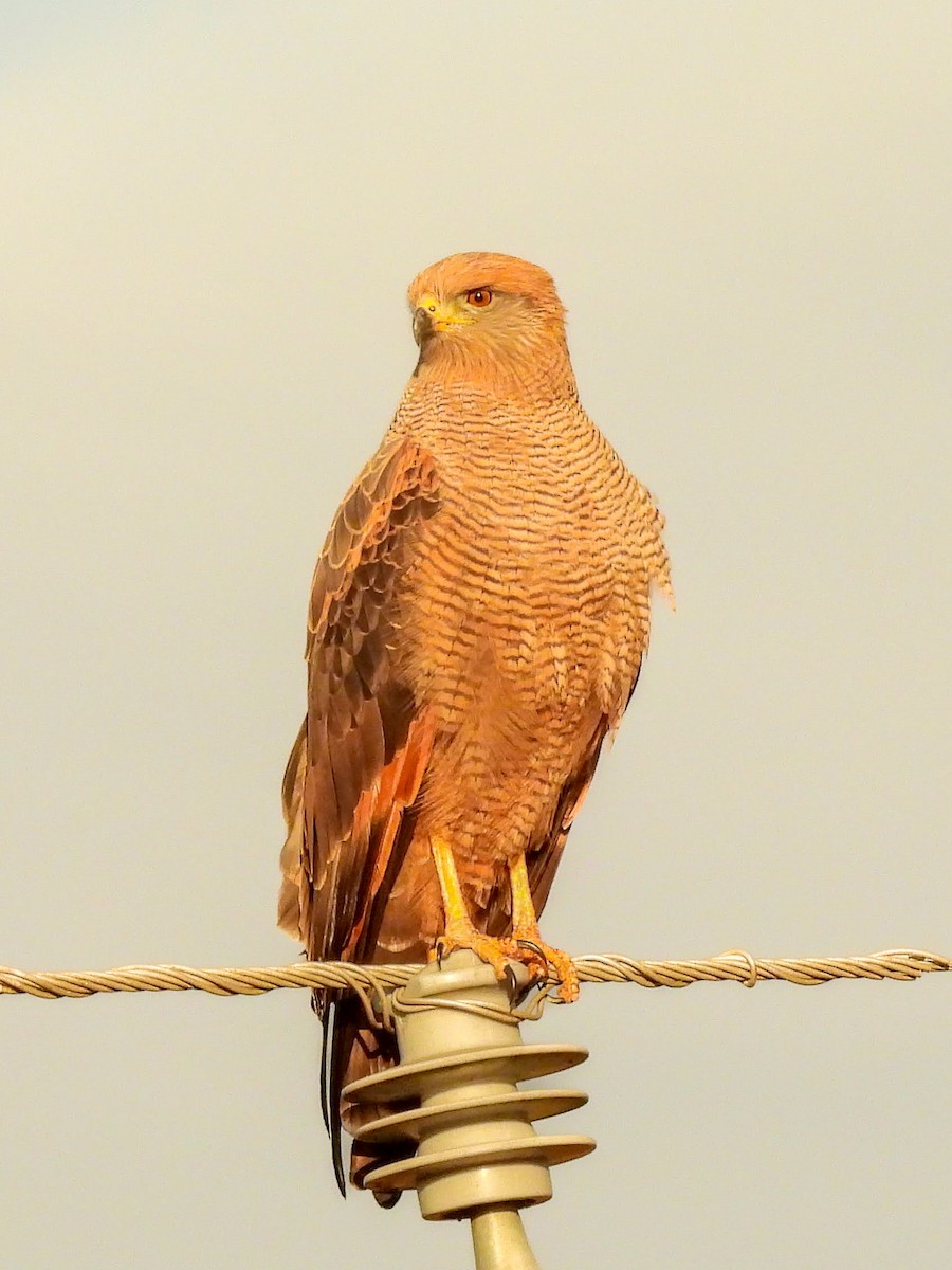 Savanna Hawk - ML658081391