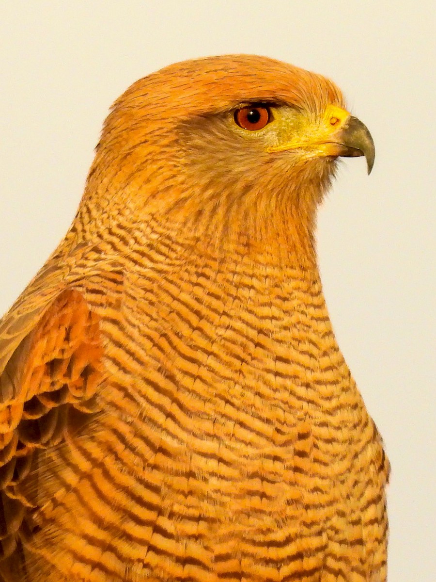Savanna Hawk - ML658081392