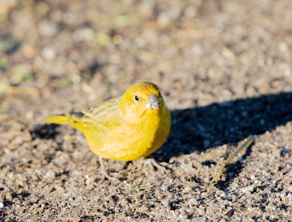 Saffron Finch - ML658082263