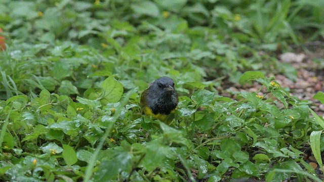 svartbrystparula - ML658082351